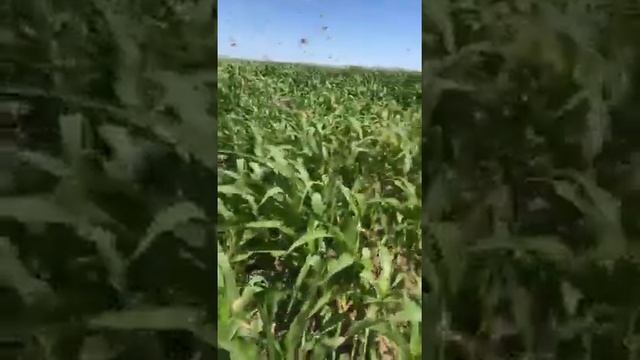 Нашествие саранчи в Ставрополе смотреть онлайн