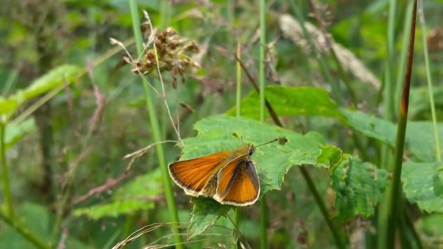Small Skipper (Thymelicus sylvestris) Butterfly July 2016 смотреть онлайн