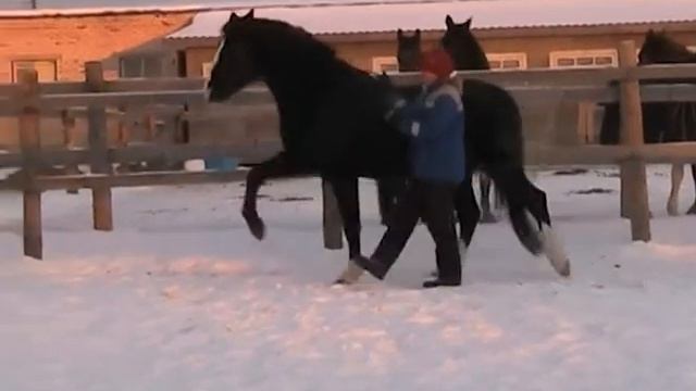 Принц Флоризель и Мария Кривелёва. 3 уровень.зима 2012 смотреть онлайн