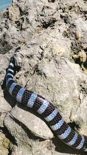 BLUE LIPPED SEA KRAIT смотреть онлайн