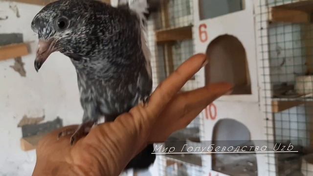 Пискуны 24.04.2022 год Голуби,Squeakers 24.04.2022 year Pigeons смотреть онлайн