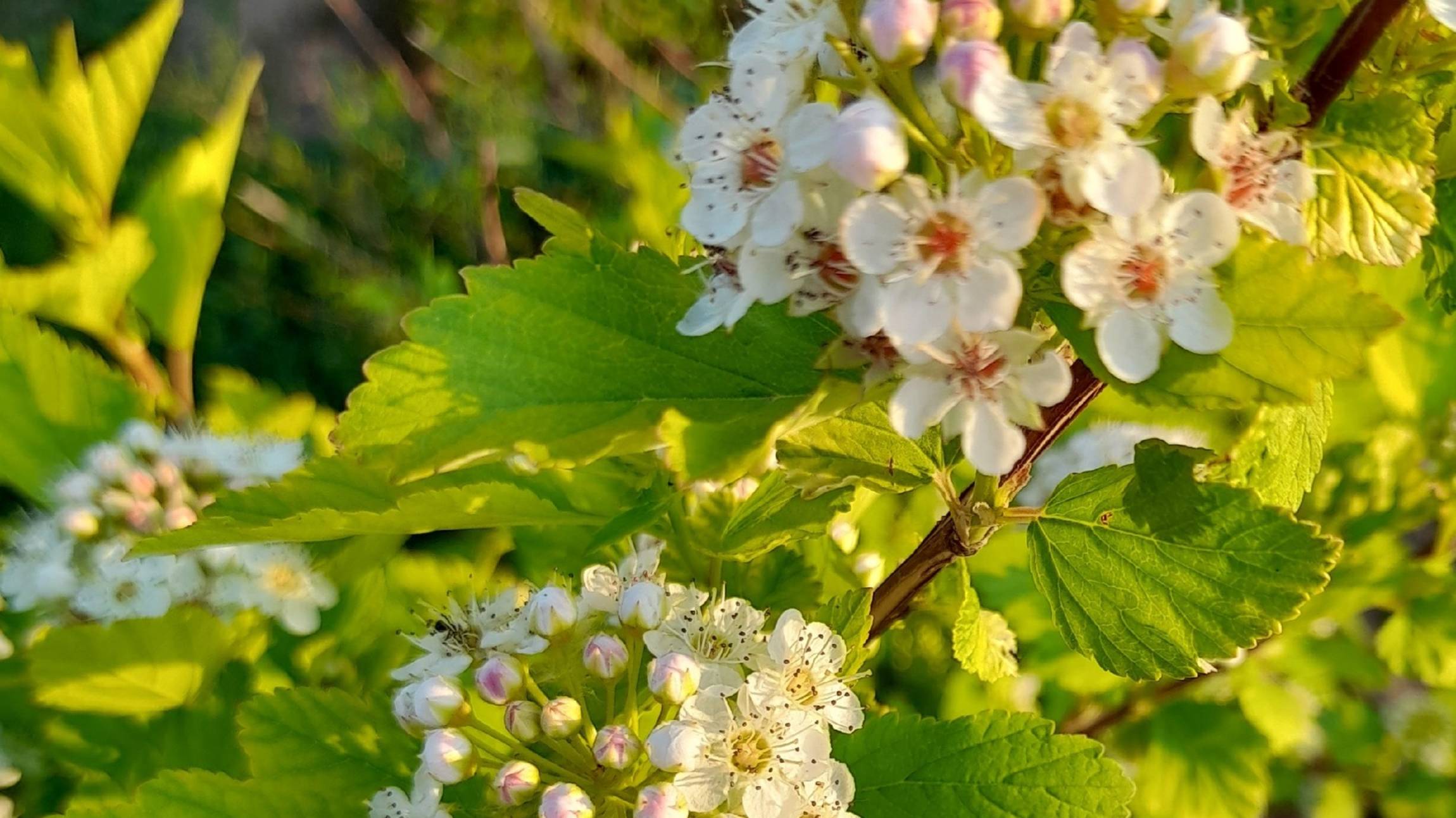 Пузыреплодник Калинолистный 