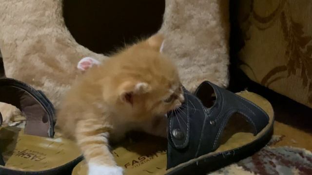 Персик и борьба с тапками смотреть онлайн