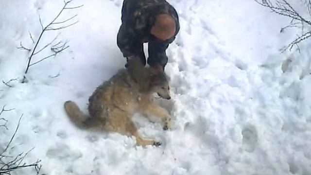 Сахалин. КПП ЗАО"Петросах" Мертвый Волк 15 04 2015 смотреть онлайн