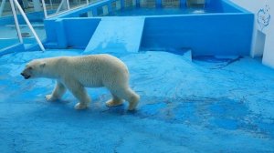 Животные для детей! Изучаем морских животных и животных зоопарка