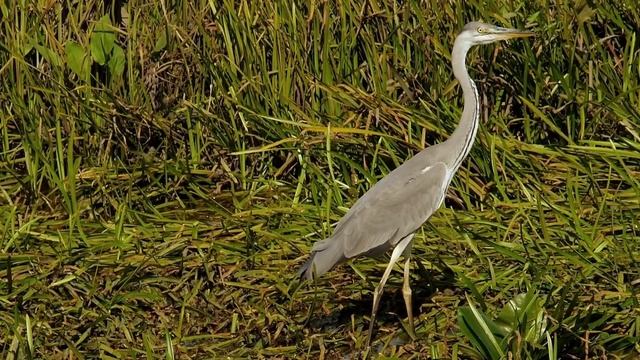 Birds @greenscreenanimalpark