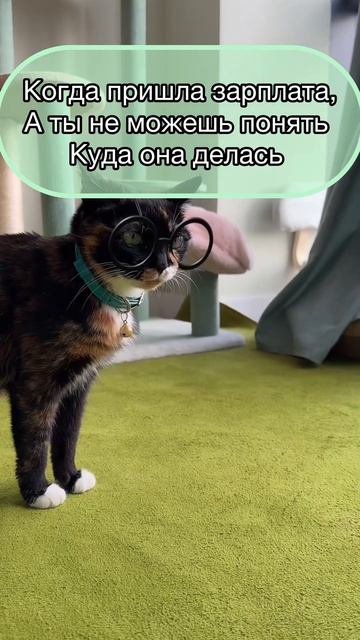 Зато вкусняшки есть #shortvideo #cat #котик #кошкавдоме #кот #юмор #мем #прикол #кошки #котики смотреть онлайн