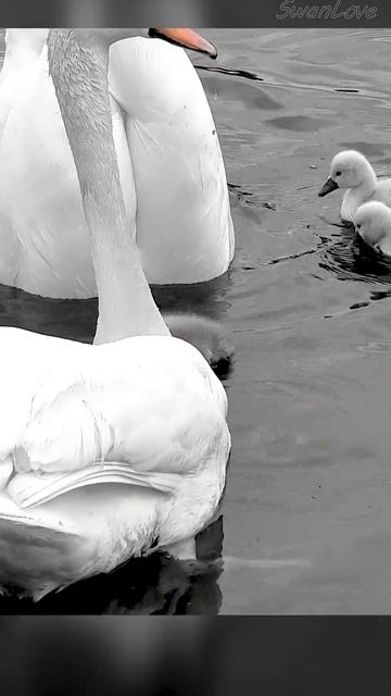 #baby #swan ，In the promised land of the past #art Edition 15 20230511#shorts смотреть онлайн