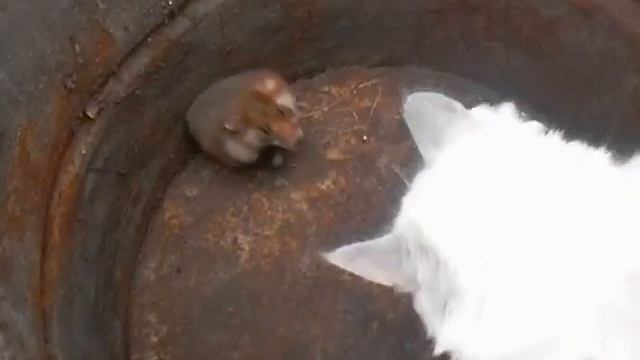 Кот против хомяка смотреть онлайн