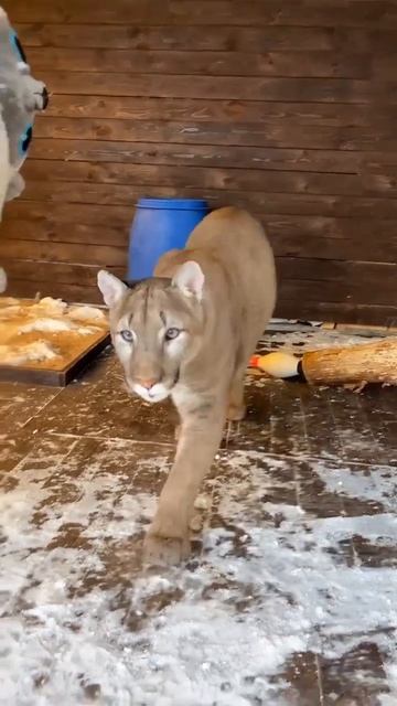 Пума Лондон привет передаёт :) @puma_london смотреть онлайн