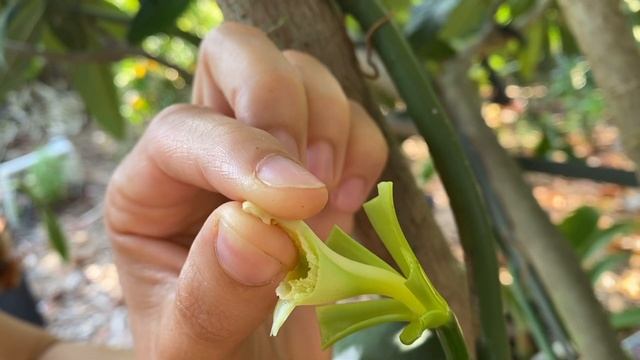 Vanilla orchid pollination смотреть онлайн