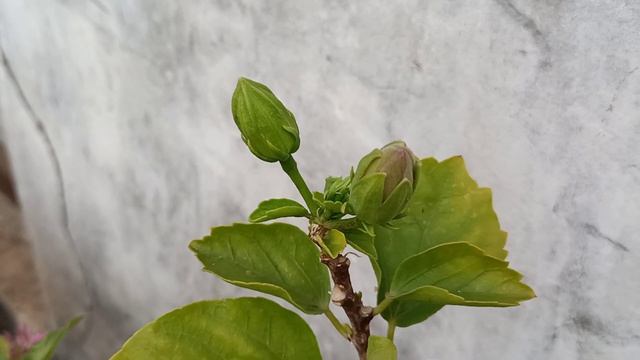 समर में hibiscus की कौन सी वैरायटी लगाना चाहिए? information about hibiscus plant care in summer. смотреть онлайн