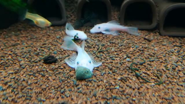 Ancistrus L144 Snow White