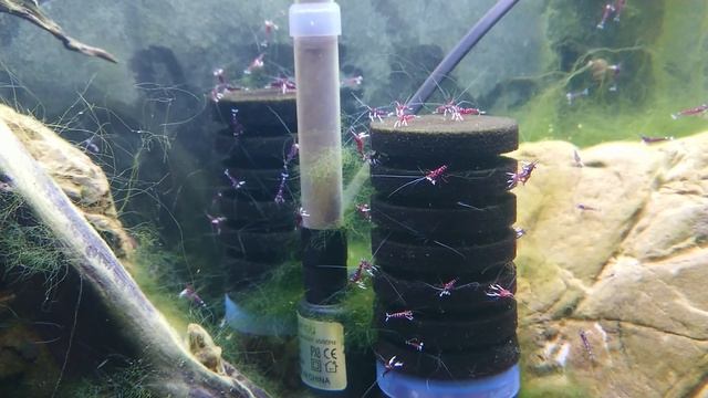 Мои аквариумы: 3 серия (креветочник Сулавеси Кардиналы/Sulawesi Shrimp Cardinal/ Caridina Dennerli)