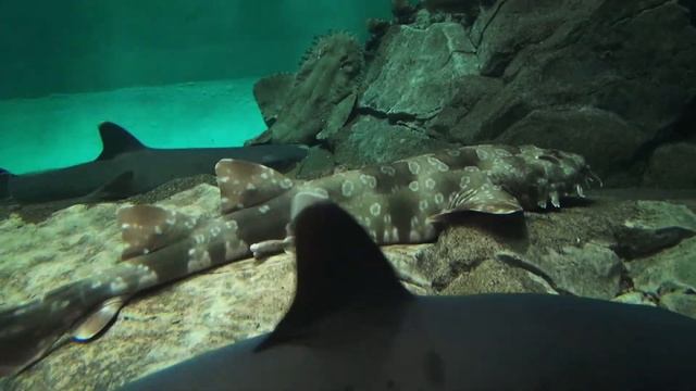 クモハダオオセ　Spotted Wobbegong　Orectolobus maculatus смотреть онлайн