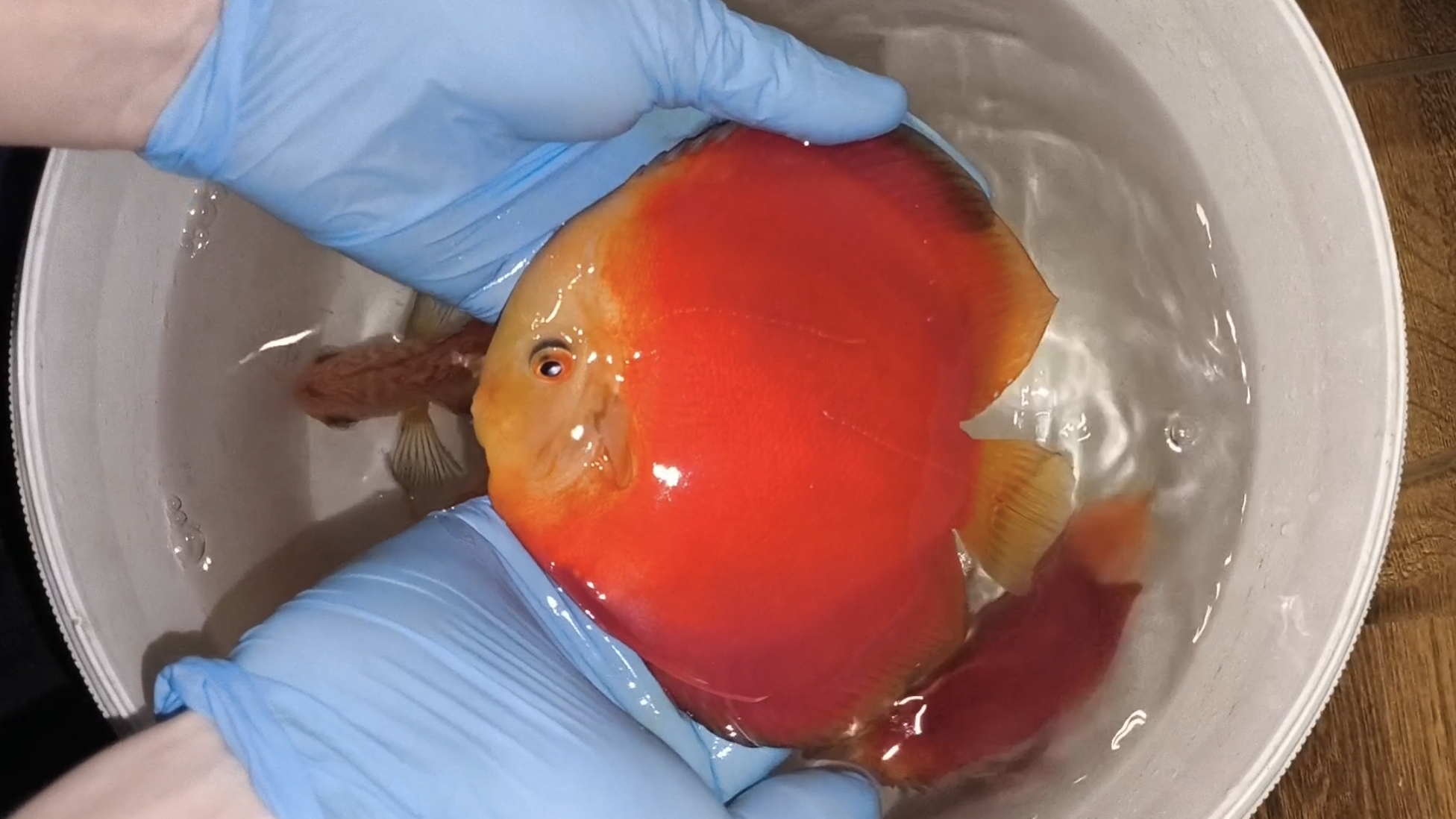 Отправка в Мариуполь🇷🇺🇷🇺🇷🇺 смотреть онлайн