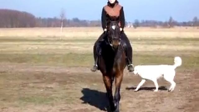 cezar na ujezdzalni 2 смотреть онлайн