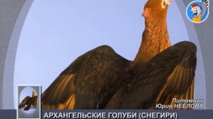 Голуби из питомника Юрия Неёлова (часть первая)