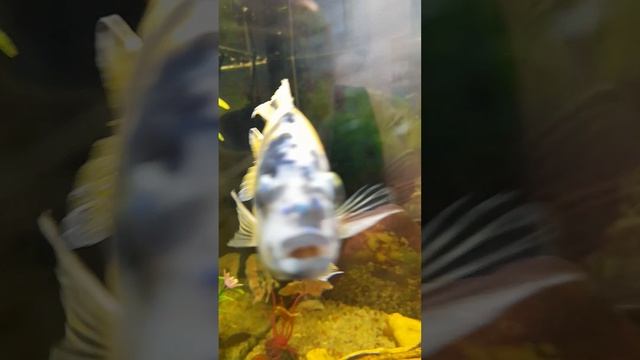 рыба подозревака ам смотреть онлайн