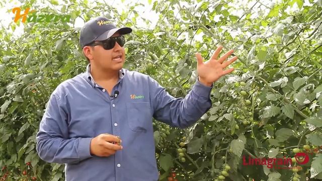Hazera grape tomatoes – new STACY variety смотреть онлайн