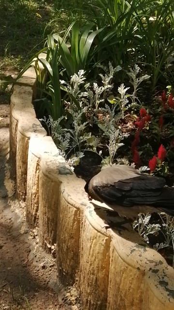 Клумба пока жива #вороны / Flower bed is still intact #crow смотреть онлайн