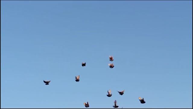 Николаевские голуби В.П. смотреть онлайн