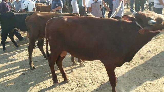 Бухоро к,оракул мол бозори смотреть онлайн