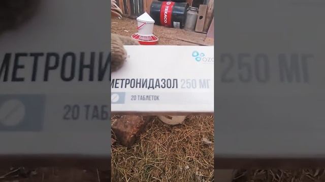ИНДЮКИ-гиганты!!! смотреть онлайн