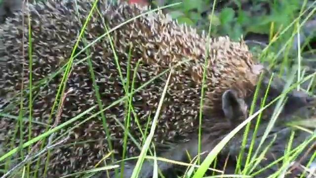 Ёжик в лесу смотреть онлайн