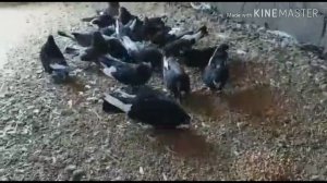 Курские турманы! Юный орнитолог