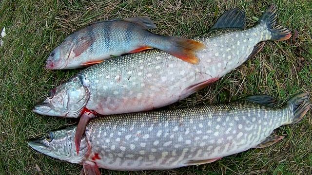 Рыбалка селфи слайд шоу2021