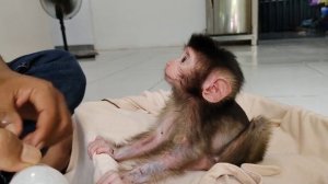 For the first time, this newborn baby monkey drinks milk from a bottle