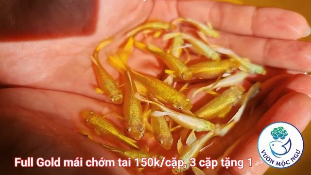 Đợt Cá 7 Màu Cuối Cùng Của Tháng 12, Khuyến Mãi Ngập Tràn |Vườn Mộc Ngư| смотреть онлайн