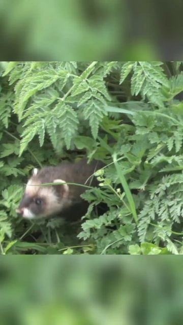 What is a Polecat? #polecat #mustelid #stoat #weasel #ferret #minks #viral #viralvideo #viralshort смотреть онлайн