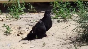 голубь со сломанным крылом pigeon with a broken wing