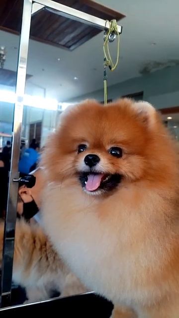 meet another pomeranian cute small breed on Philippine funmatch dogshow,#dogshow#shorts #subscribe смотреть онлайн
