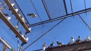 Сад.Осень. Достроили вольер для голубей! 11.10.2017.