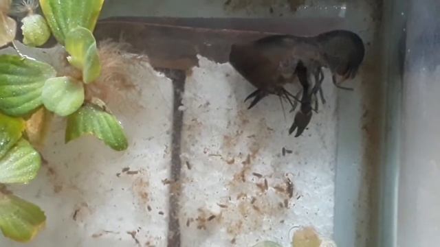 Cherax Destructor ( Blue pearl yabbies ) Moulting || Budidaya Lobster Air Tawar смотреть онлайн