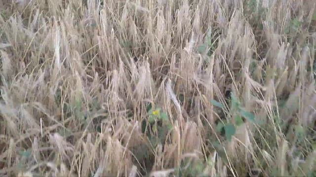 Уборка ячменя 2020 Дункан канадский смотреть онлайн