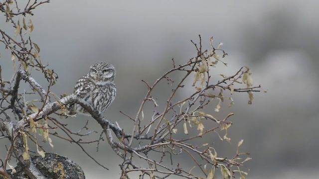 Pana GH4 4k swarovski TLS APO at night смотреть онлайн