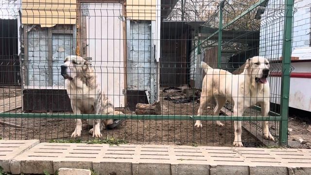 Джана 1 год, (Ветер*Багама) Бульдозера, Топаза линии.Продается, город Курск, +79045252939 смотреть онлайн