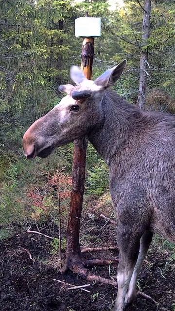 Animal Sounds 🔊 | Elk 🦌| #shorts #animals #sound смотреть онлайн