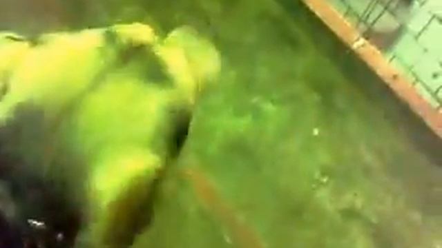 Собака и железка смотреть онлайн
