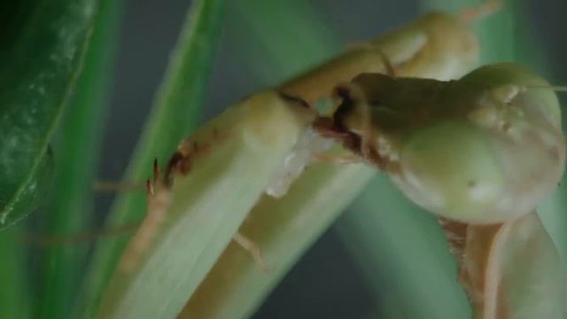 Up Close: Praying Mantis chews head off cricket смотреть онлайн