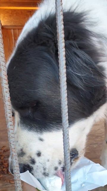 Алабай Аман из приюта Сириус в Киевской обл. Творожок, конечно, не наесться, а просто традиция 🥰 смотреть онлайн