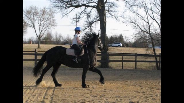 LILY riding the Friesian- Jurgen fan Bluffview смотреть онлайн