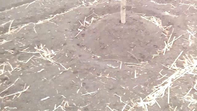 Почти зима! 29 ноября 2016 года. - Winter is coming! November 29, 2016. смотреть онлайн