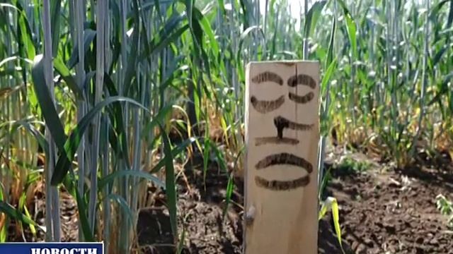 Чишминский селекционный центр примет участников выездного заседания Президиума УФИЦ РАН смотреть онлайн