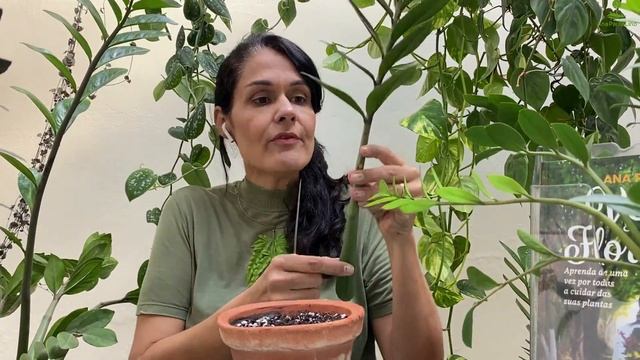 PLANTAS VERDES: Como cuidar e fazer mudas de Zamioculcas смотреть онлайн