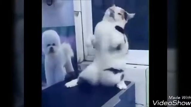 Смешной котик!! смотреть онлайн